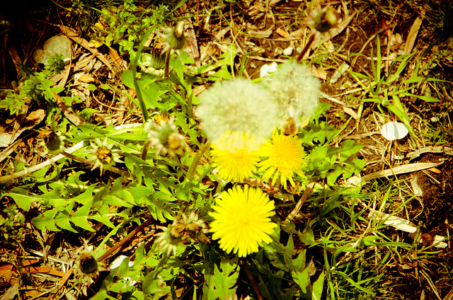 4 Typische Anfanger Fehler Bei Blumenfotos