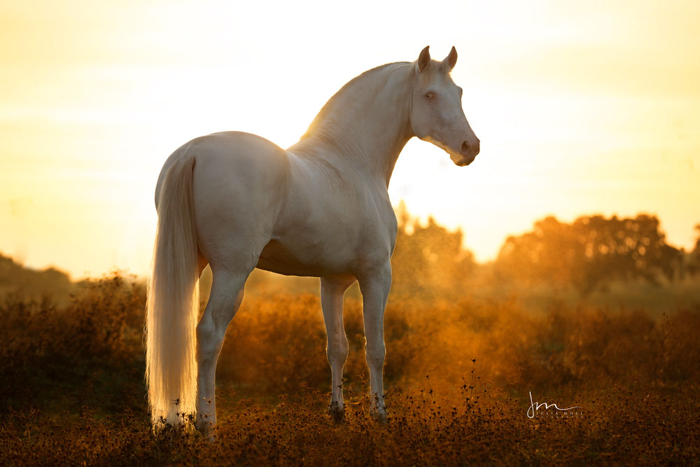 pferdefotografie-julia-moll