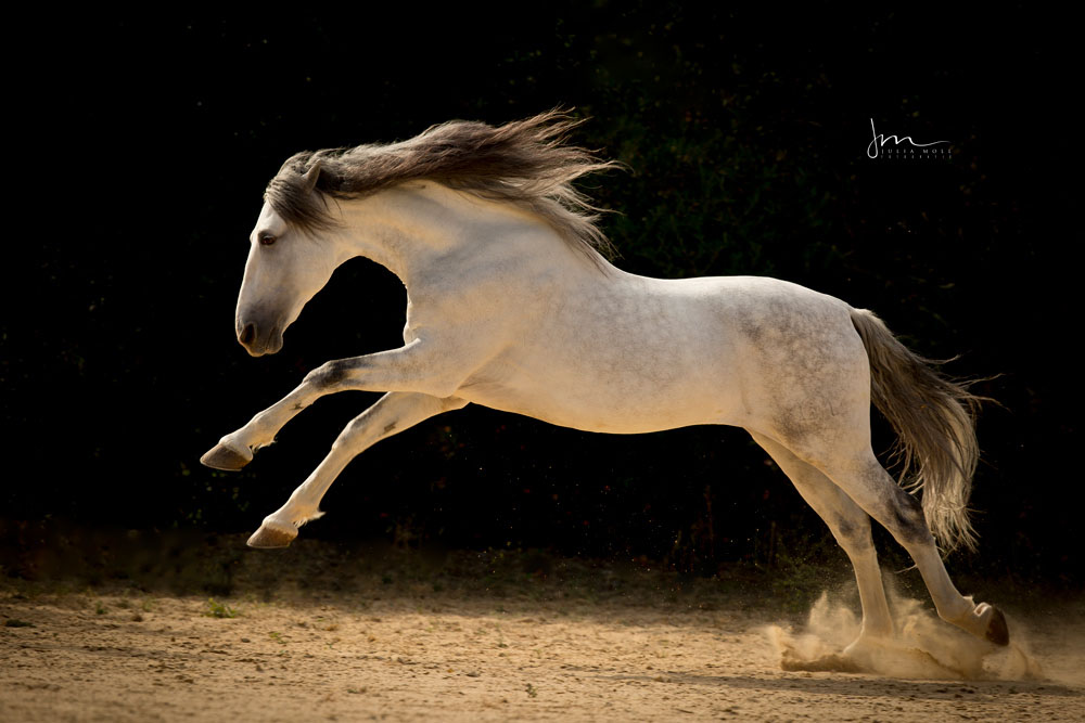 pferdefotografie-julia-moll