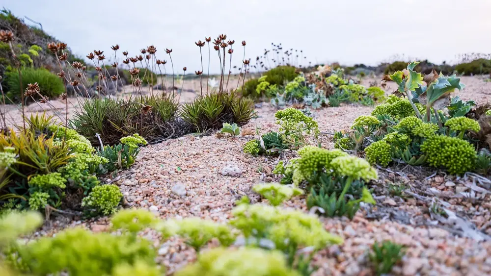 Sardinien-Vegetation